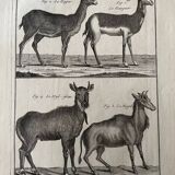 Engraving Old book 18th century Buffon, Bonnaterre, Natural history