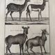 Engraving Old book 18th century Buffon, Bonnaterre, Natural history