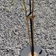 Vintage floor lamp from the 60s from Lunel