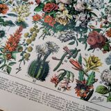 Printed in 1905, the flowers of trees and shrubs