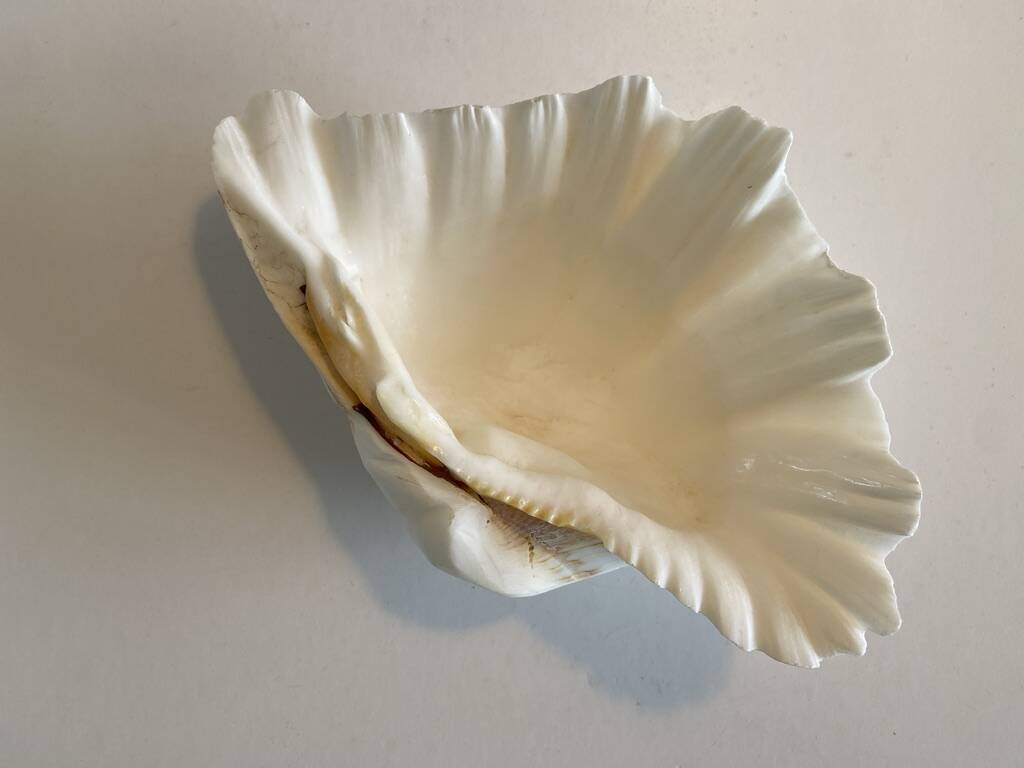 Holy Clam Shell - 23x14x7 cm - Natural - 1000g