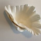 Holy Clam Shell - 23x14x7 cm - Natural - 1000g