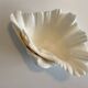 Holy Clam Shell - 23x14x7 cm - Natural - 1000g