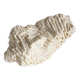 Sculptural White Coral Fossil, Organic Modern Decor from South Asia