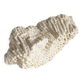 Sculptural White Coral Fossil, Organic Modern Decor from South Asia