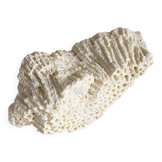 Sculptural White Coral Fossil, Organic Modern Decor from South Asia