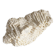 Sculptural White Coral Fossil, Organic Modern Decor from South Asia