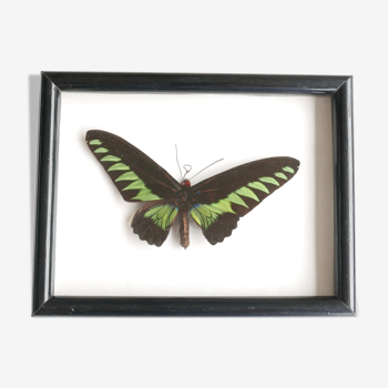 Showcase frame: naturalized black and green butterfly, 60s