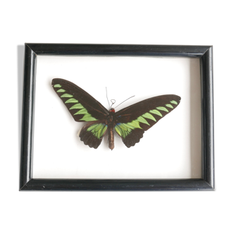 Cadre vitrine : papillon naturalisé noir et vert, années 60