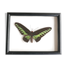 Cadre vitrine : papillon naturalisé noir et vert, années 60