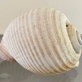 Coquillage de mer Tonna Galea vintage