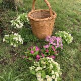 Old braid wicker basket