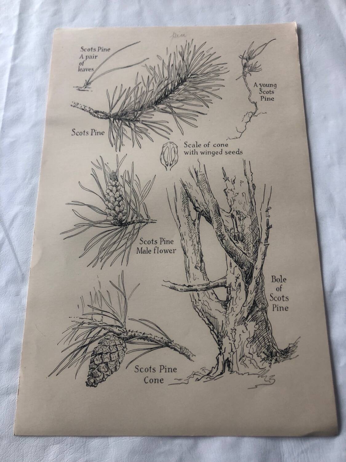 Botanical poster Pin