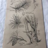 Botanical poster Pin