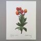 Impression vintage Fleur Astelma eximium années 60