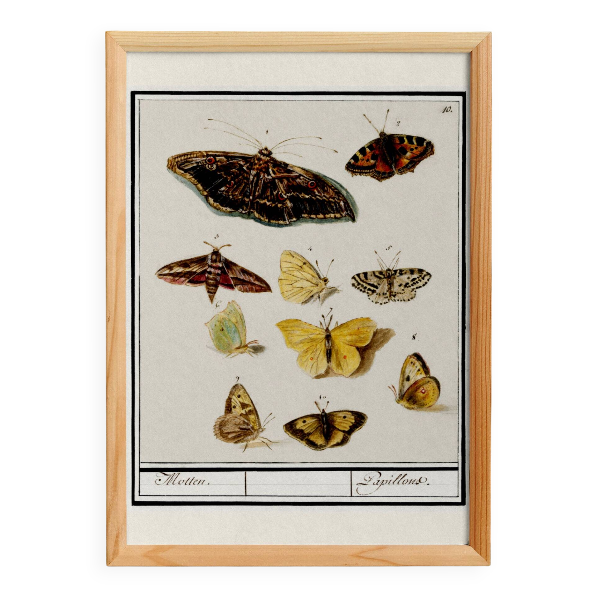 Small poster about butterflies, based on an old engraving from 1610.