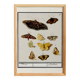 Small poster about butterflies, based on an old engraving from 1610.