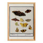 Small poster about butterflies, based on an old engraving from 1610.