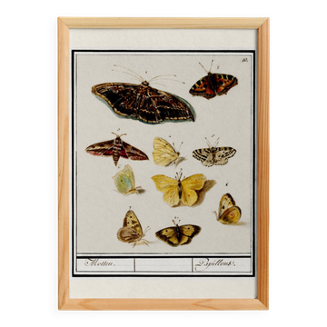 Small poster about butterflies, based on an old engraving from 1610.