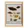 Small poster about butterflies, based on an old engraving from 1610.