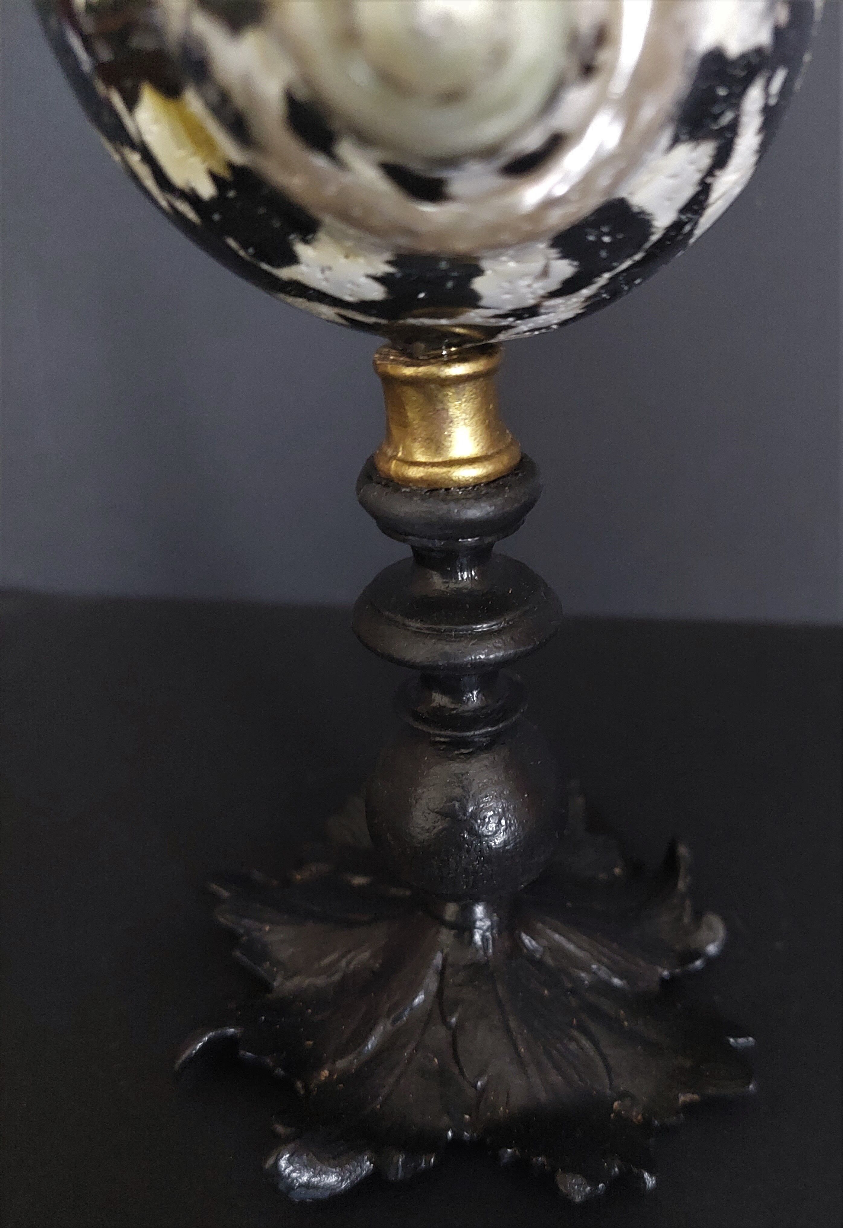 Cabinet of Curiosities shell cittarium pica on base
