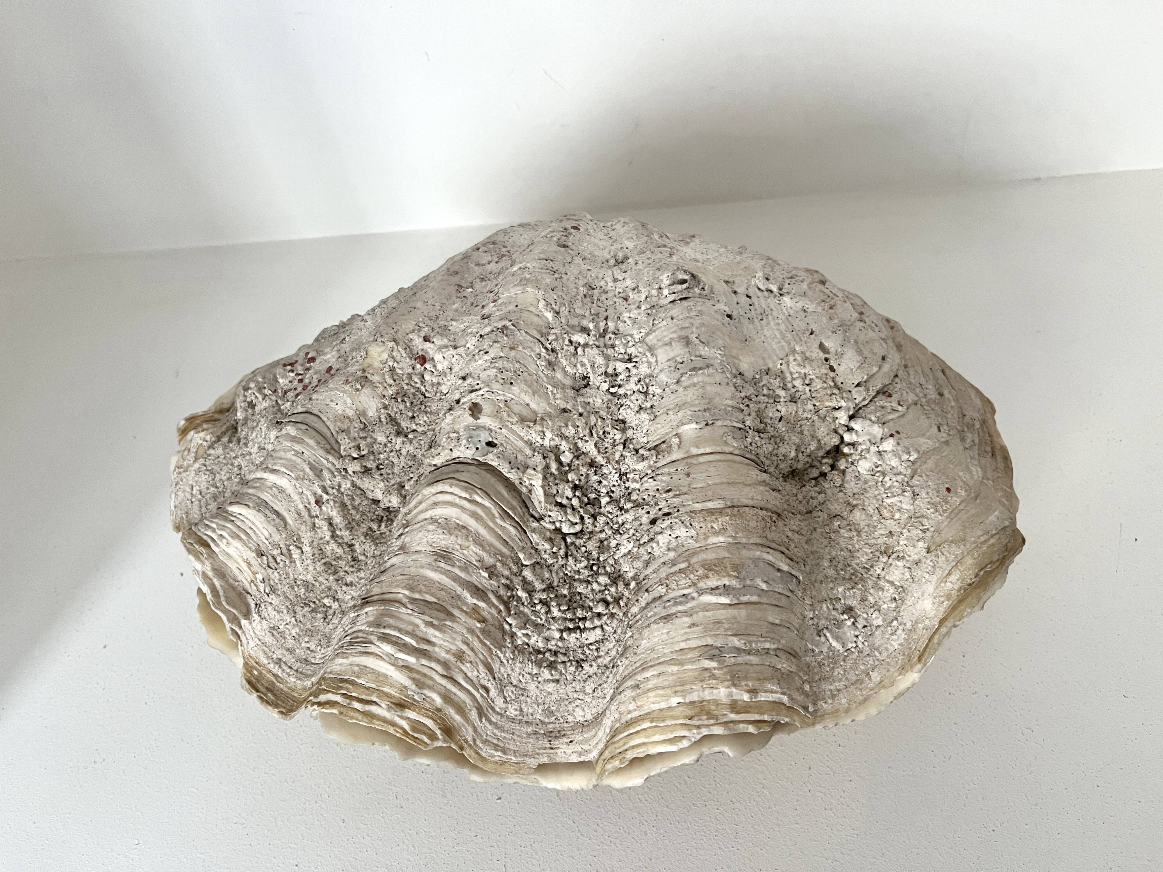 Authentic vintage giant bivalve shell, tridacna gigas shell.