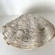 Authentic vintage giant bivalve shell, tridacna gigas shell.