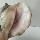 Ancient lambis strombe shell.