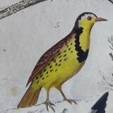 Original Ornithological plate " Pique boeuf - Etourneau vulgaire - &c... " Buffon (1836)