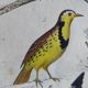 Original ornithological plate "Oxpecker - Common Starling - &c..." Buffon 1836