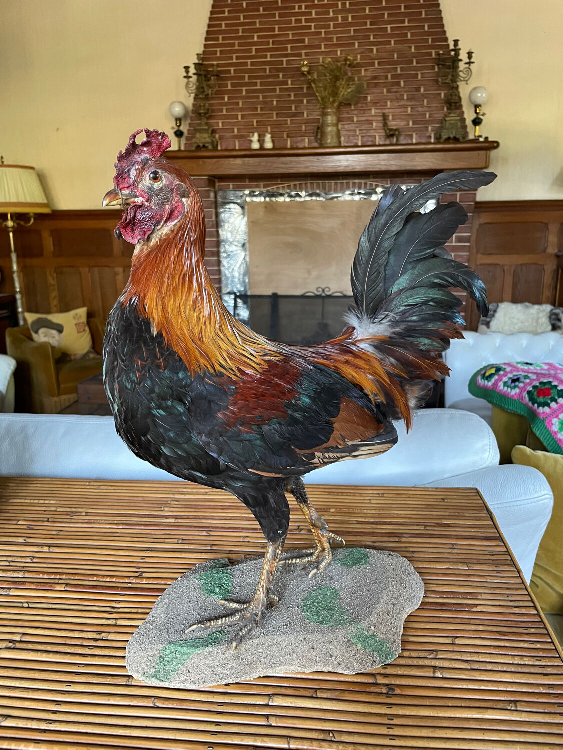 Taxidermy Rooster cabinet of curiosities