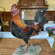 Taxidermy Rooster cabinet of curiosities