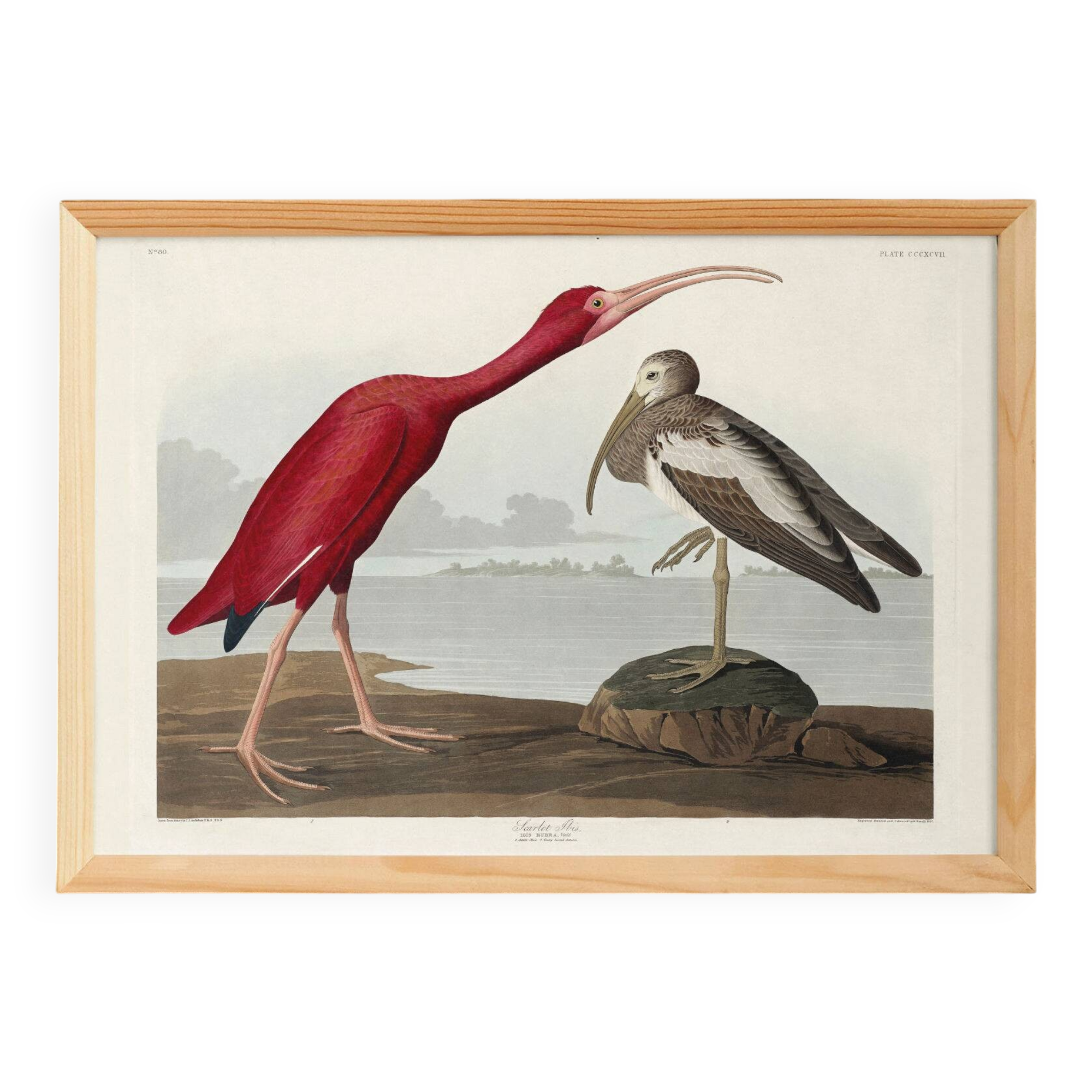Poster about the scarlet ibis, based on an old engraving from 1827.
