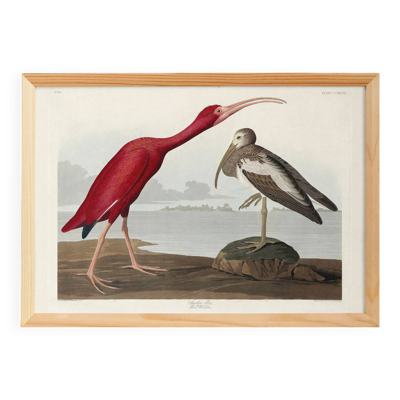 Affiche sur l’ibis rouge, d’après une gravure ancienne de 1827.