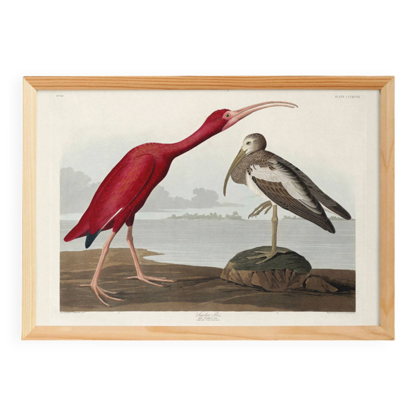 Affiche sur l’ibis rouge, d’après une gravure ancienne de 1827.