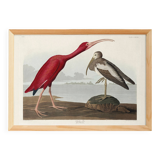 Poster about the scarlet ibis, based on an old engraving from 1827.