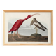 Affiche sur l’ibis rouge, d’après une gravure ancienne de 1827.