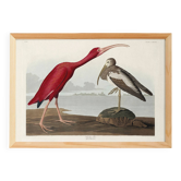 Poster about the scarlet ibis, based on an old engraving from 1827.