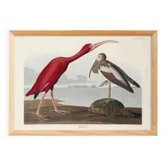 Poster about the scarlet ibis, based on an old engraving from 1827.