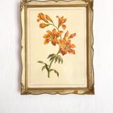 Framed fleur-de-lis botanical plate