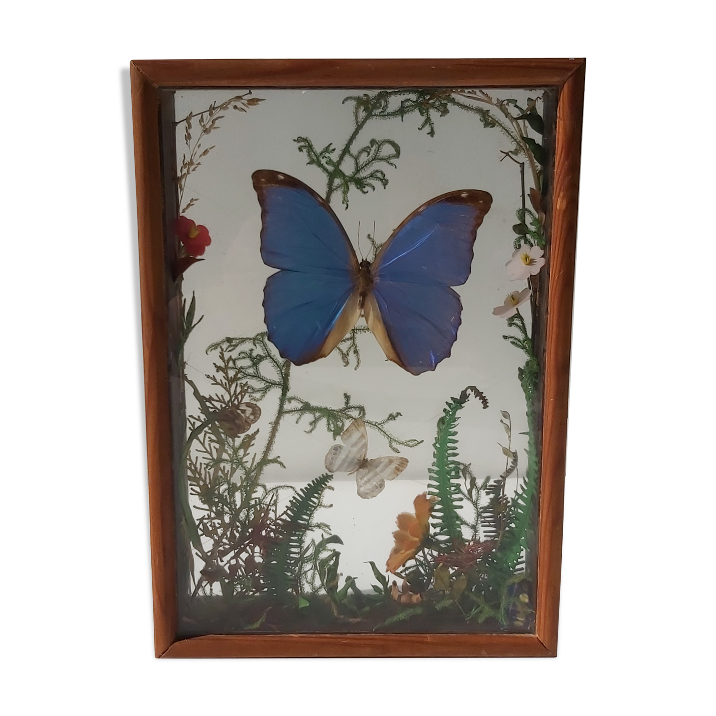 Box composition butterfly wood and glass