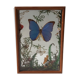 Box composition butterfly wood and glass