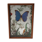 Box composition butterfly wood and glass
