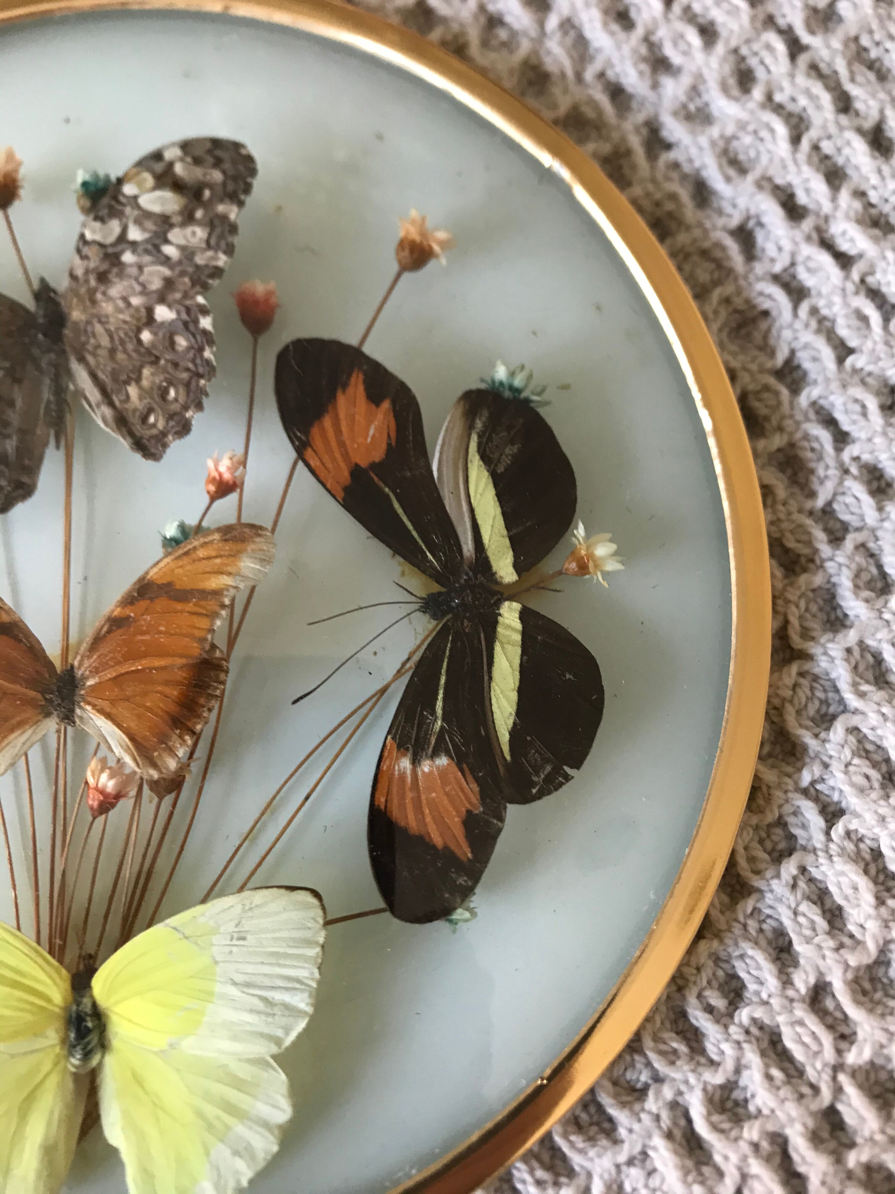 Vintage butterfly frame
