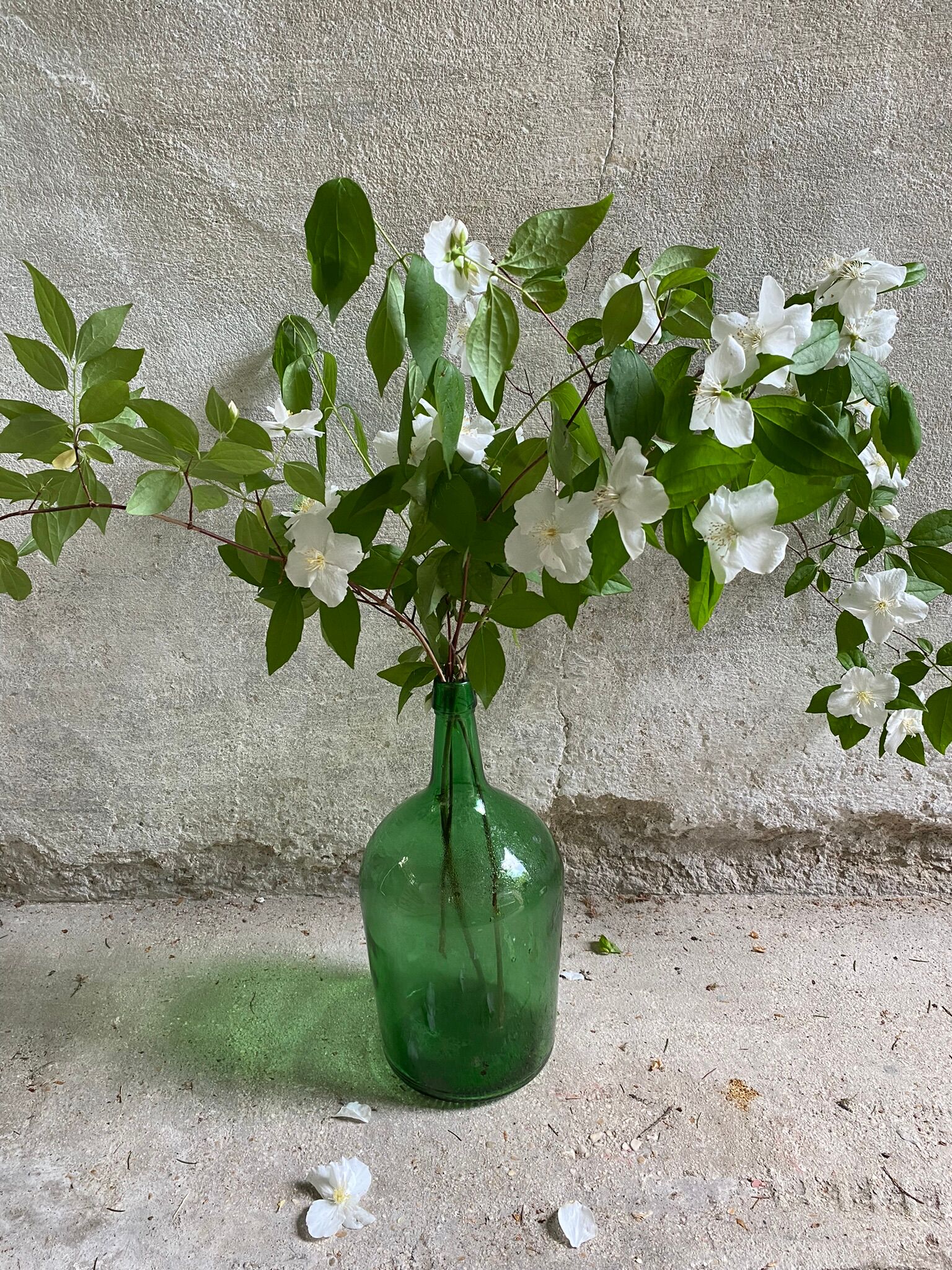 Demijohn vintage green bottle 5L