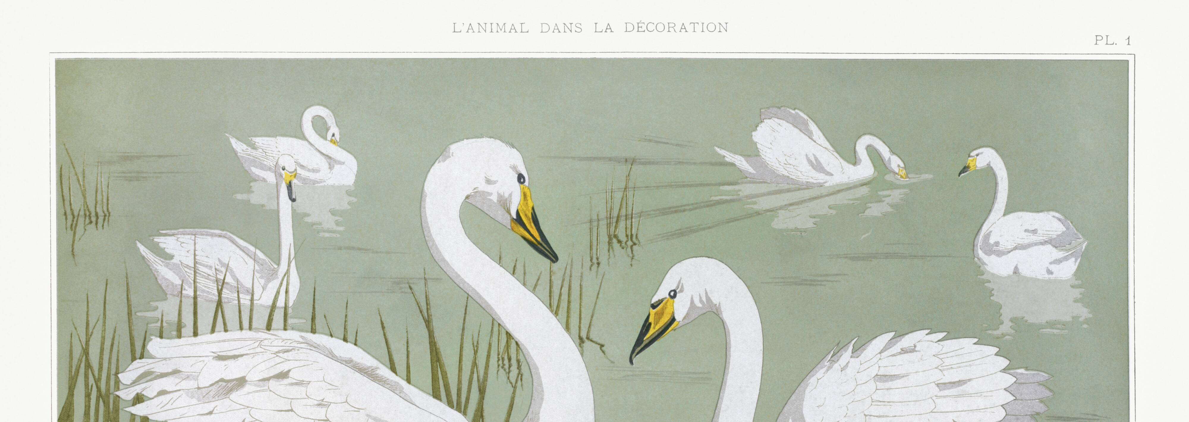 Poster “Wild Swan”, after an Art Nouveau lithograph from 1897