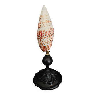 Cabinet de Curiosités coquillage mitra papalis sur socle