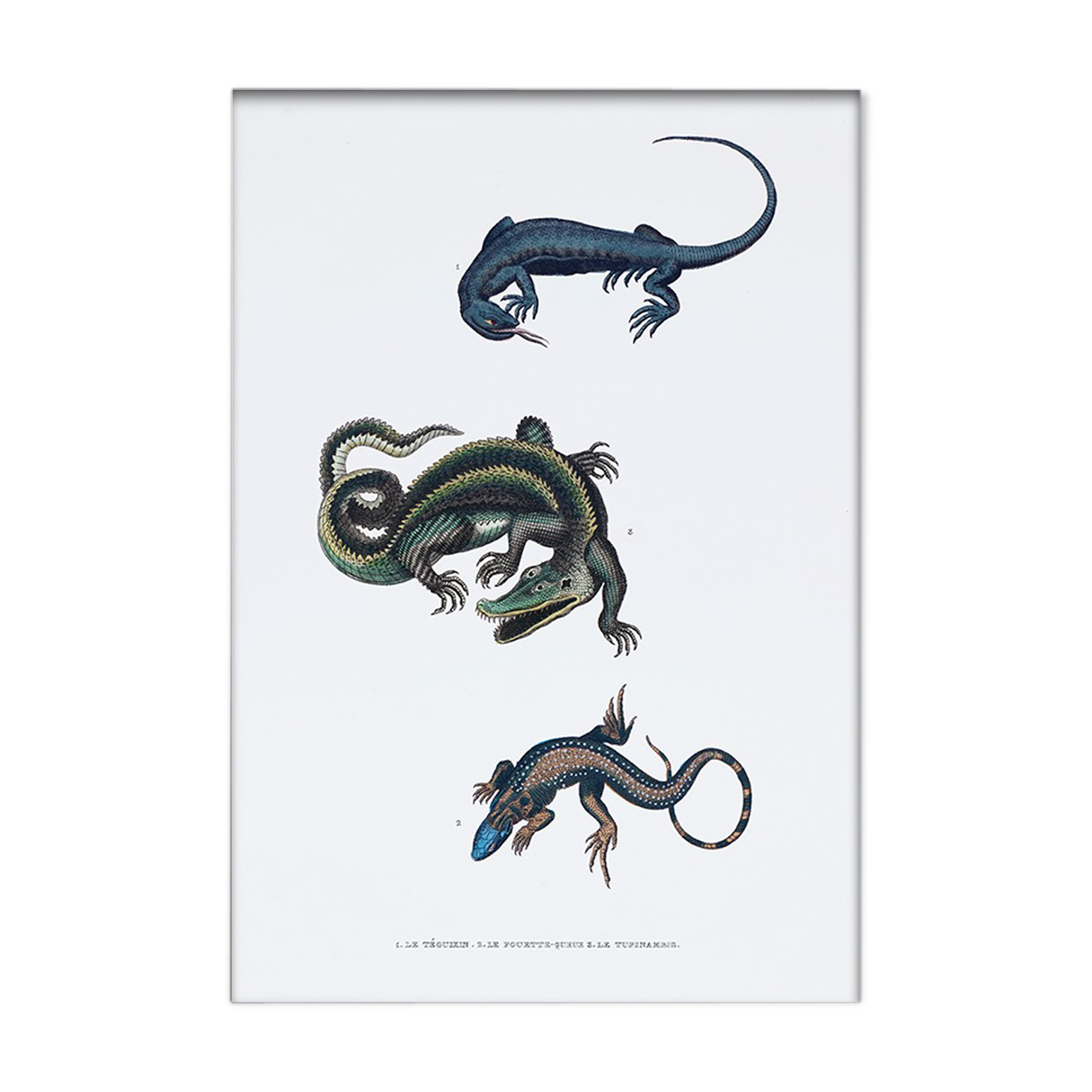 Lithography engraving vintage fantastic animals - Buffon 1835