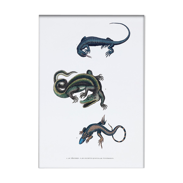 Lithography engraving vintage fantastic animals - Buffon 1835