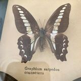Frame of stuffed butterflies